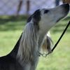houndlady